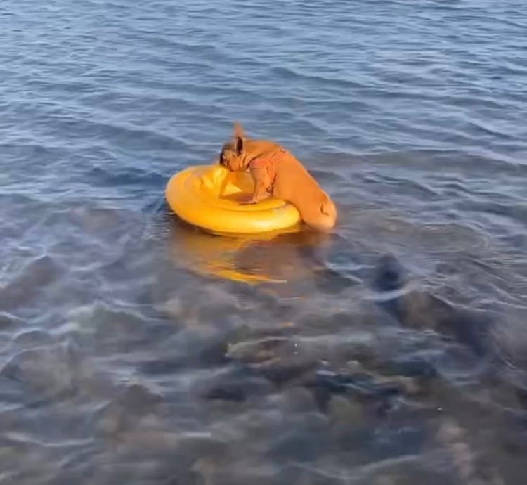 bouée bouledogue plage