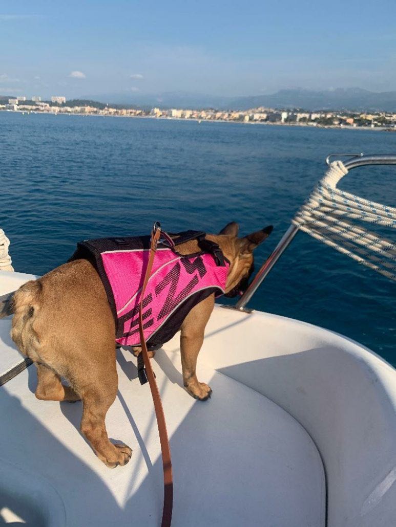 gilet sauvetage chien