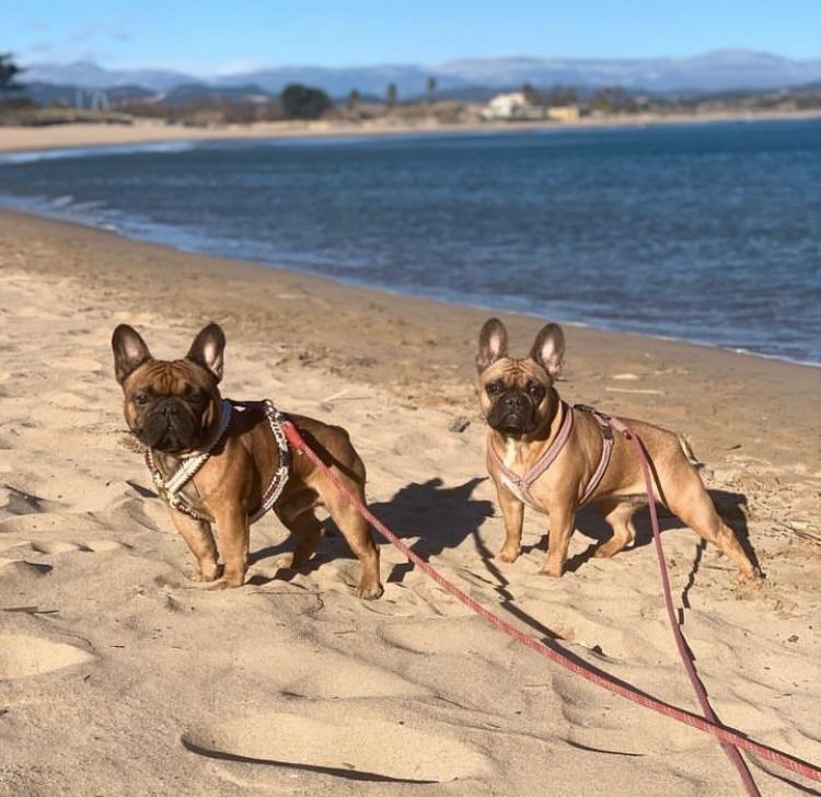 Amener son bouledogue français à la plage