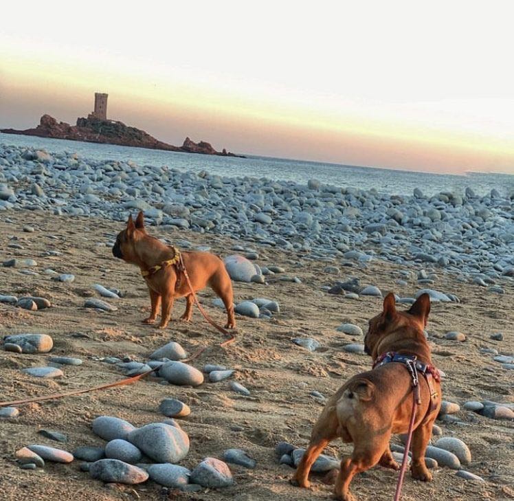 plage bouledogue