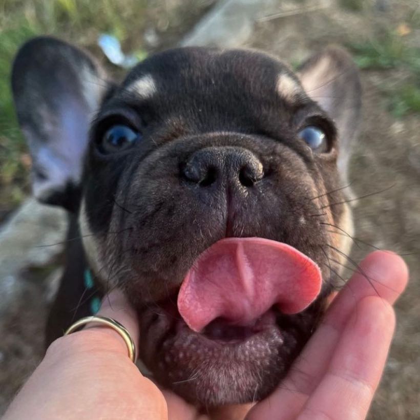 Portraits de Boubou #1 : la personnalité du bouledogue français