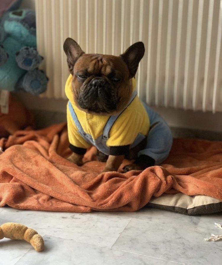 6 idées de cadeaux de Noël pour votre bouledogue