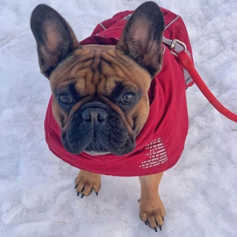 Amener son bouledogue français au ski