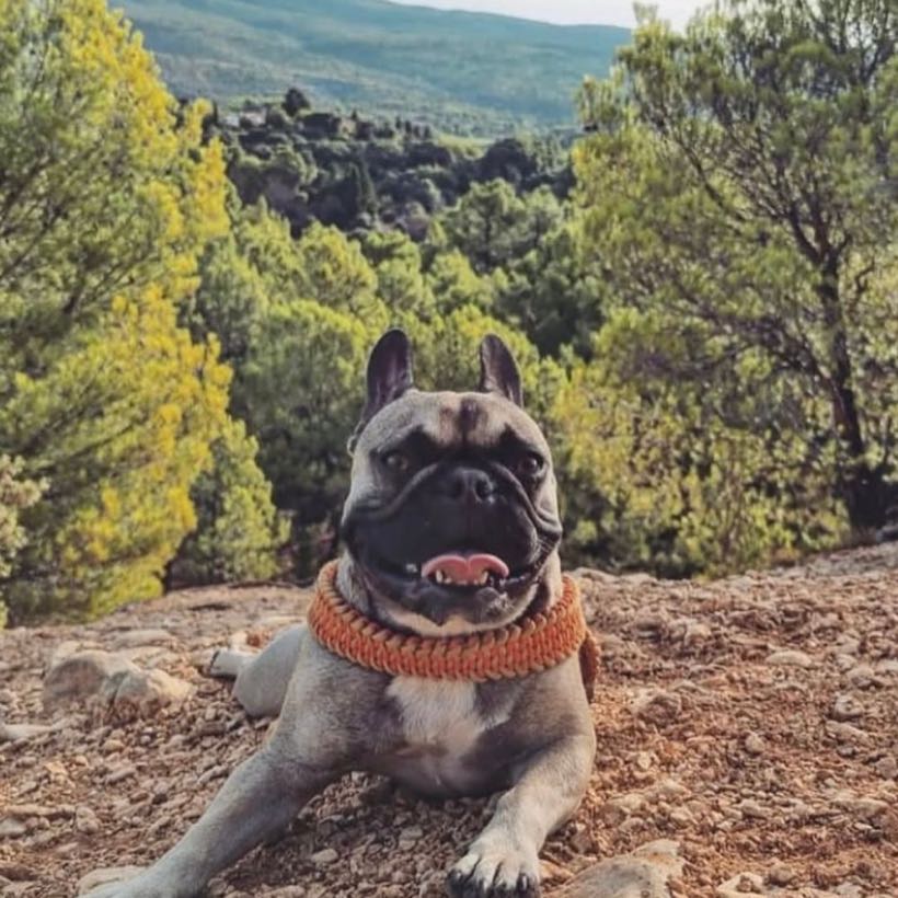 Comment bien choisir un harnais pour bouledogue selon sa morphologie