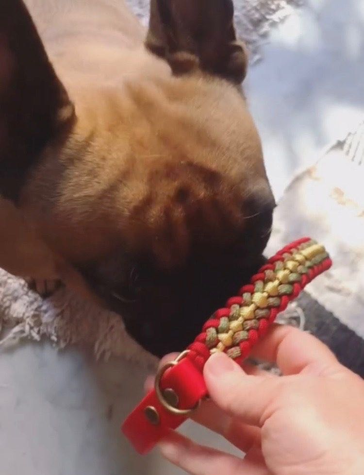 box de noel bouledogue