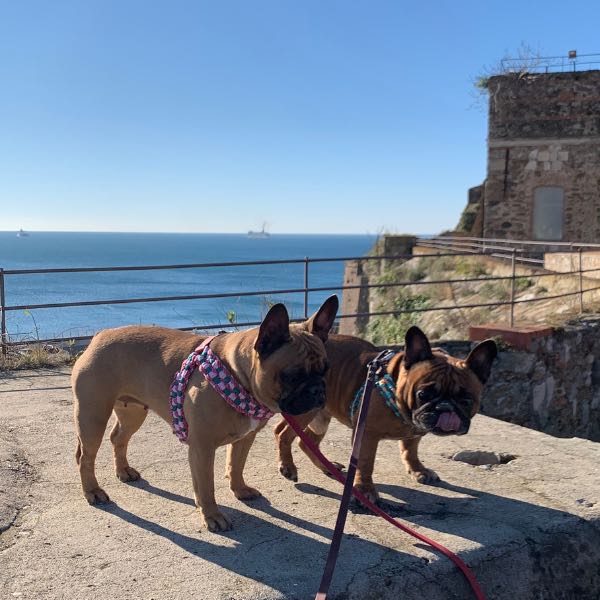 Rester stylé en road trip : nouveau harnais pour bouledogue français