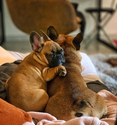 Paprika et Roxa, les deux bouledogues français de l'atelier, blottis l'un contre l'autre