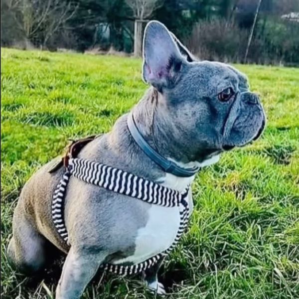 Bouledogue français bleu dans un pré, harnais Y-baudrier tressé Marinière