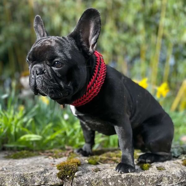 Bouledogue français noir assis sur un rocher, collier tressé rouge et noir