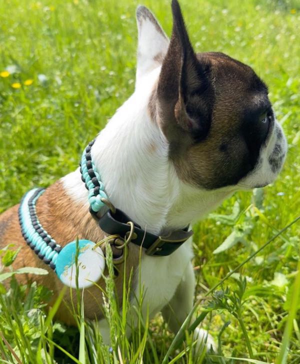 Bouledogue français blanc et fauve dans l'herbe, collier tressé turquoise et sa médaille