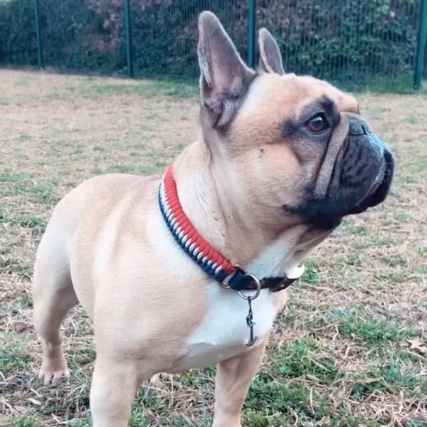 Bouledogue français debout dans l'herbe, collier tressé Frenchie dragon rouge et bleu marine