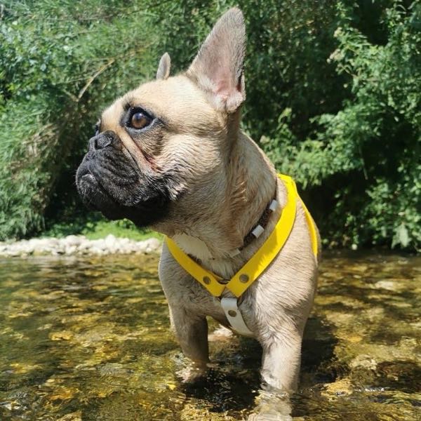 Bouledogue français crème debout dans une rivière, harnais 100 % cuir vegan jaune