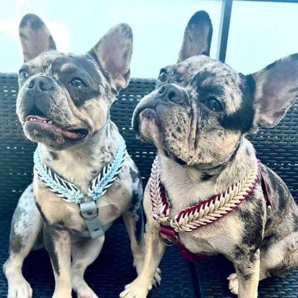 Deux bouledogues français merle côte à côte, harnais tressés turquoise et burgundy