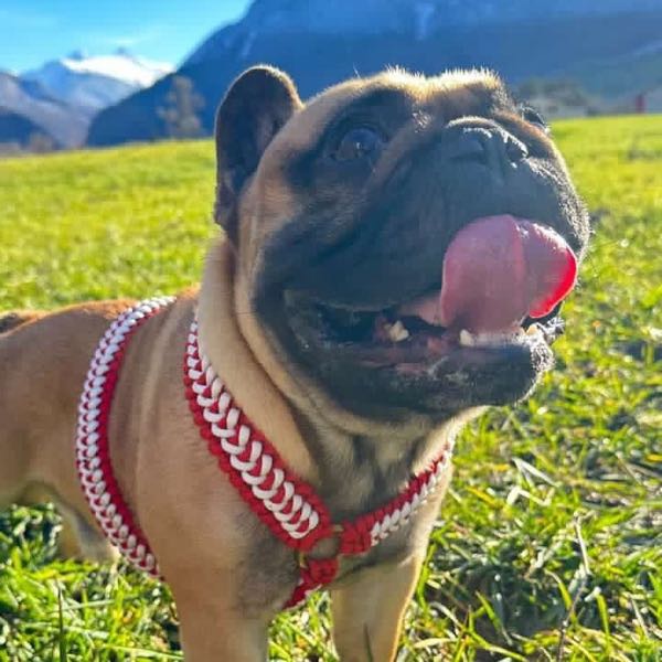 Bouledogue français langue sortie devant la montagne, harnais tressé rouge et blanc