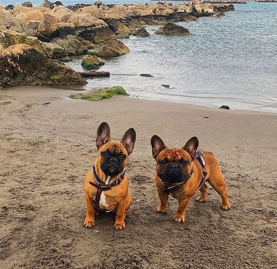 Paprika et Roxa jeunes sur la plage, portant leurs tout premiers harnais Roxika&nbsp;: tissage dragon pour Roxa, tricolore pour Paprika