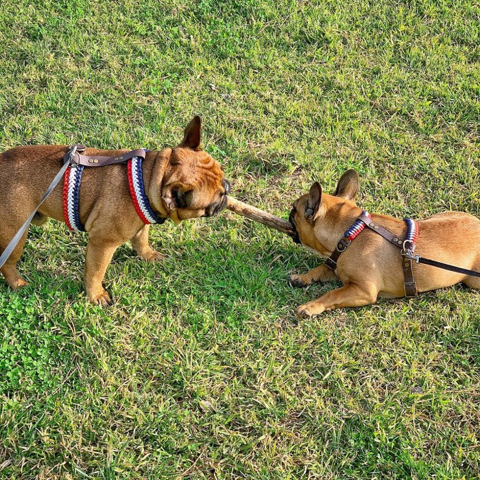 Paprika et Roxa sur l'herbe, tous les deux en harnais tressés bleu blanc rouge, se partageant un bâton