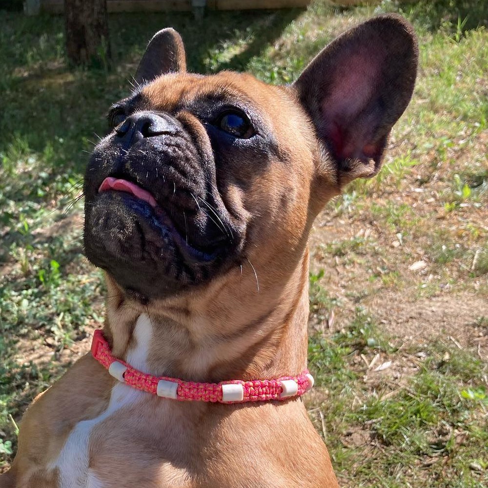 Boubou fauve assis dans l'herbe, portant le mini collier fin rose à perles de céramique blanches