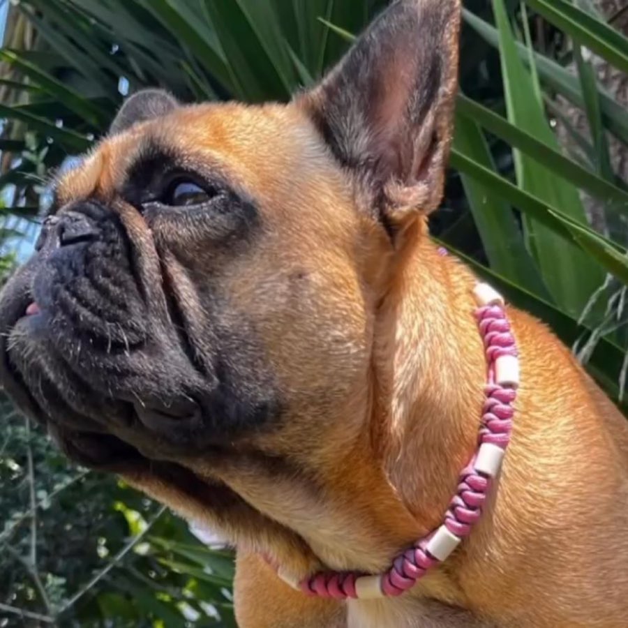 Boubou fauve de profil devant des palmes, portant le collier coulissant tressé rose pâle et framboise, à perles de céramique blanches