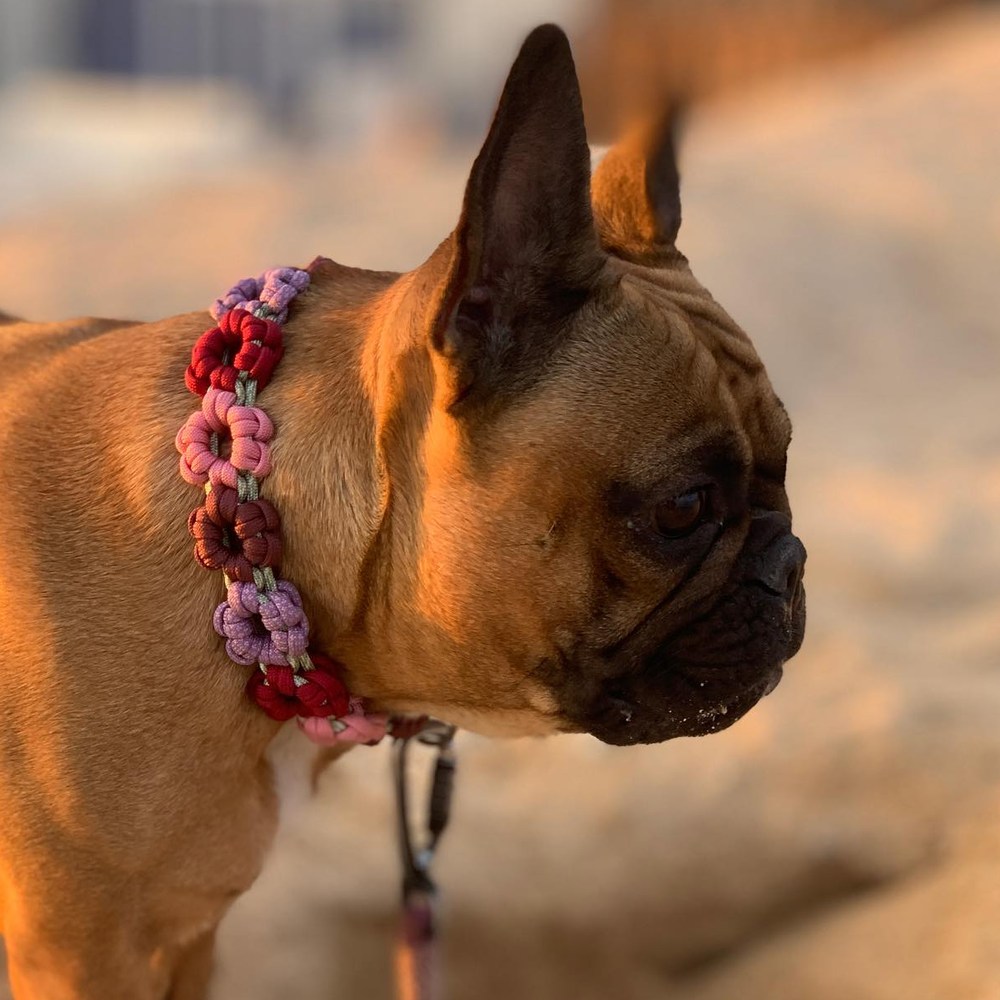Boubou fauve sur la plage au soleil couchant, portant un collier flowers rouge, rose et violet, sans rien au cœur des fleurs