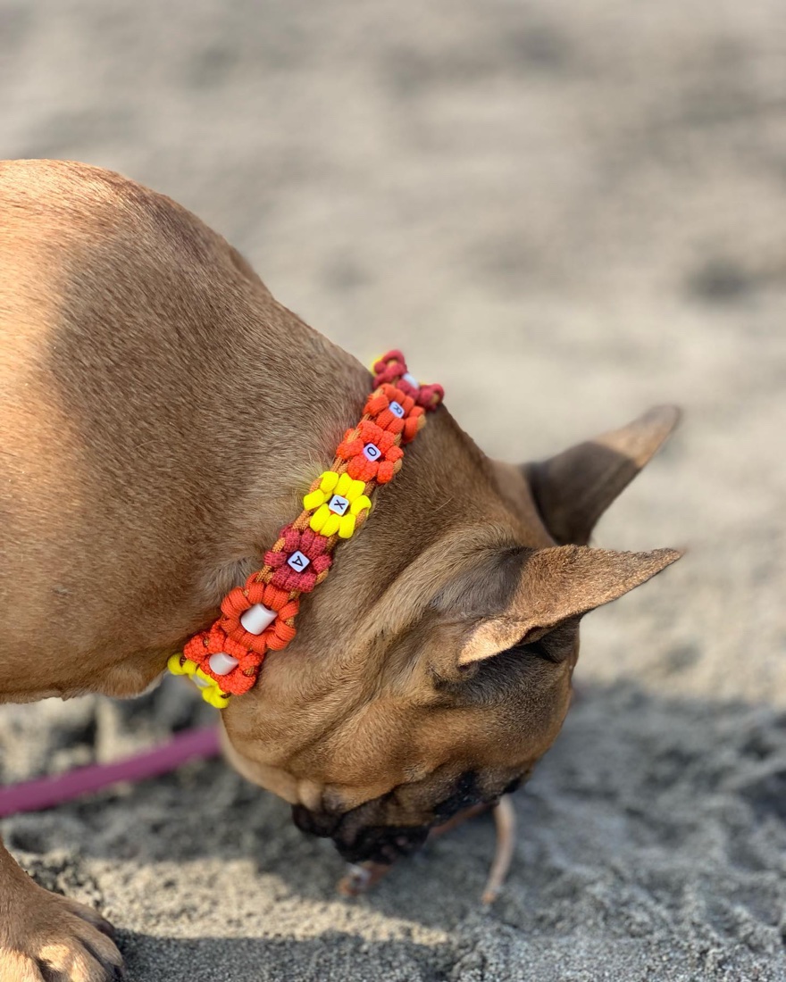 Boubou fauve la truffe dans le sable, portant un collier flowers orange et jaune dont les fleurs portent des perles-lettres blanches