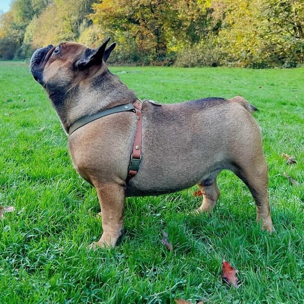 Grand boubou de profil dans un parc en automne, portant un harnais 100&nbsp;% cuir vegan kaki et marron clair
