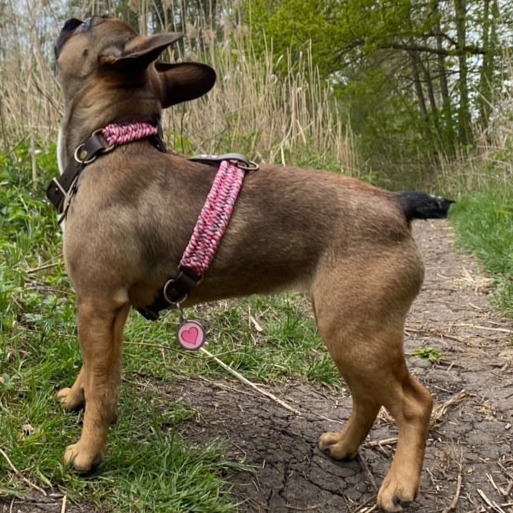 Boubou cambré sur un chemin, museau en l'air, portant un harnais H rose camo girl et son médaillon cœur