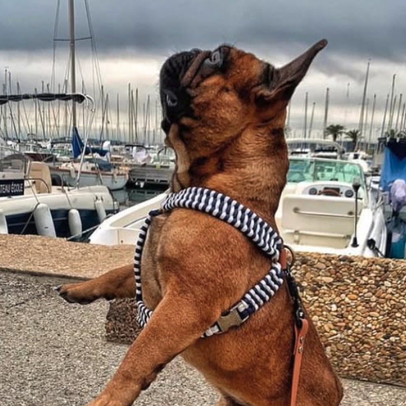 Boubou portant le harnais Y baudrier Marinière rayé bleu et blanc, sur le port