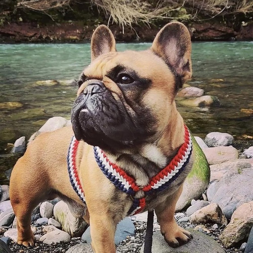 Boubou assis face à la mer, portant le harnais Y en tissage Frenchie, bleu blanc rouge, laisse accrochée