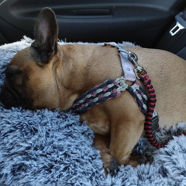 Un bouledogue français endormi sur la banquette arrière, son harnais relié à la laisse voiture