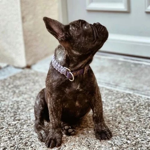 Chiot bouledogue et son collier tressé