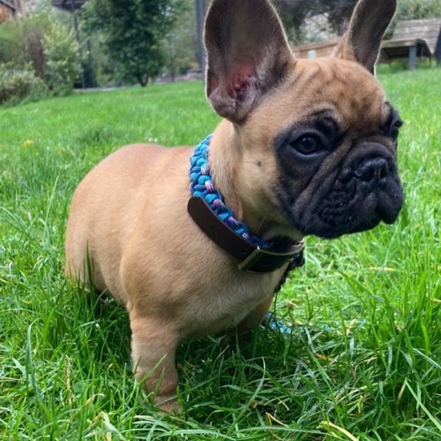 Chiot bouledogue et son collier tressé