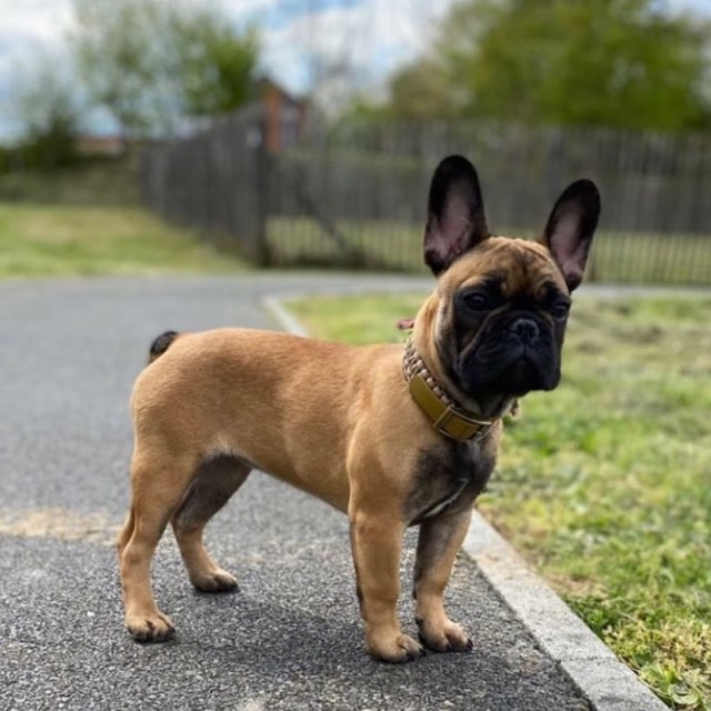 Chiot bouledogue et son collier tressé