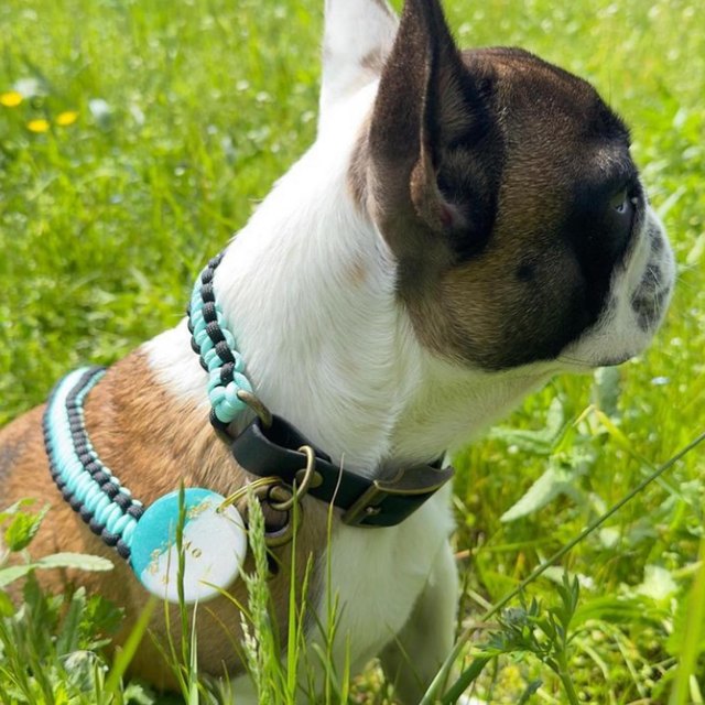 Chiot bouledogue et son collier tressé