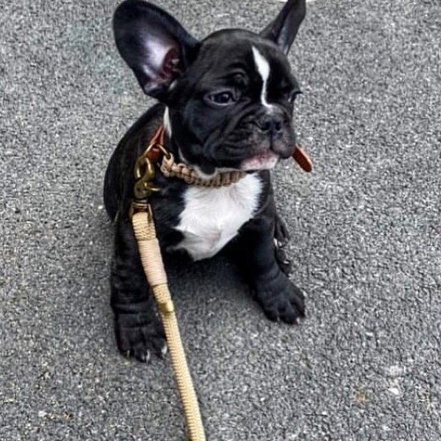Chiot bouledogue et son collier tressé