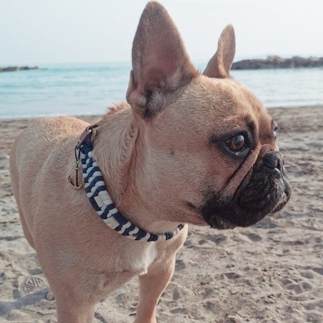 Bouledogue sur la plage, en collier tressé bleu marine et blanc