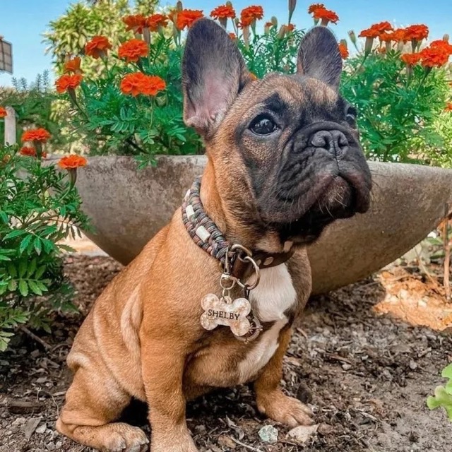 Bouledogue et son collier à perles de céramique EM