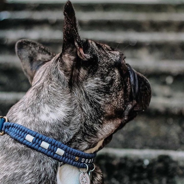 Bouledogue et son collier à perles de céramique EM