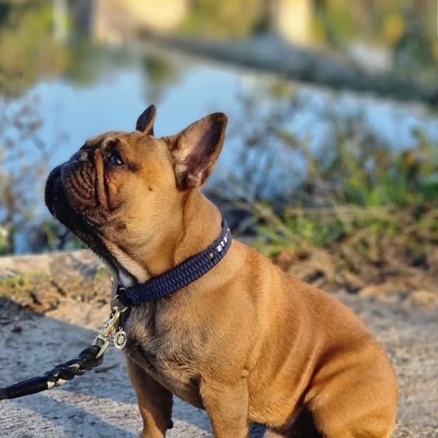 Bouledogue et son collier à perles de céramique EM