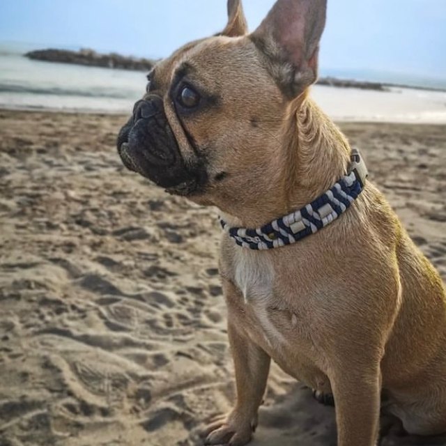 Bouledogue et son collier à perles de céramique EM