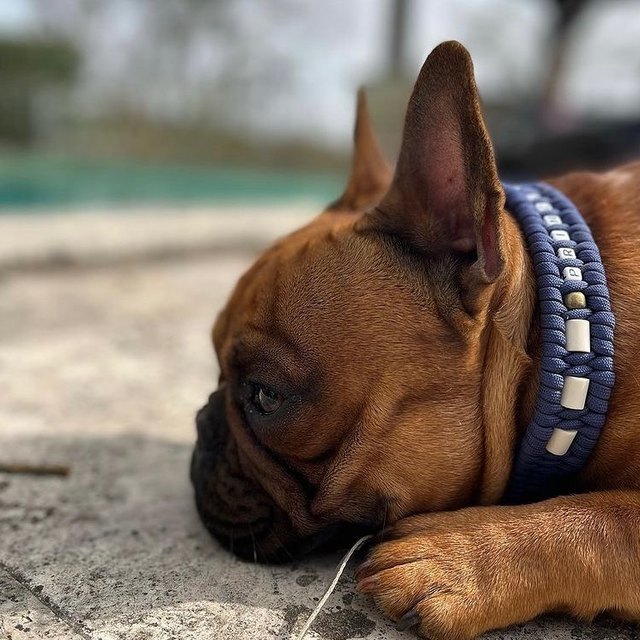 Bouledogue et son collier à perles de céramique EM