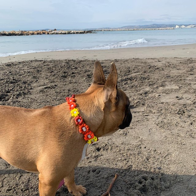 Bouledogue et son collier à fleurs