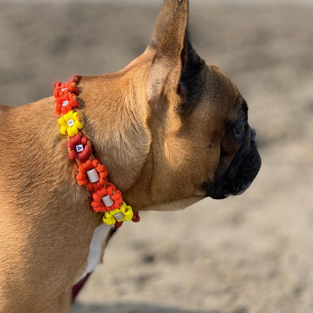 Bouledogue et son collier à fleurs