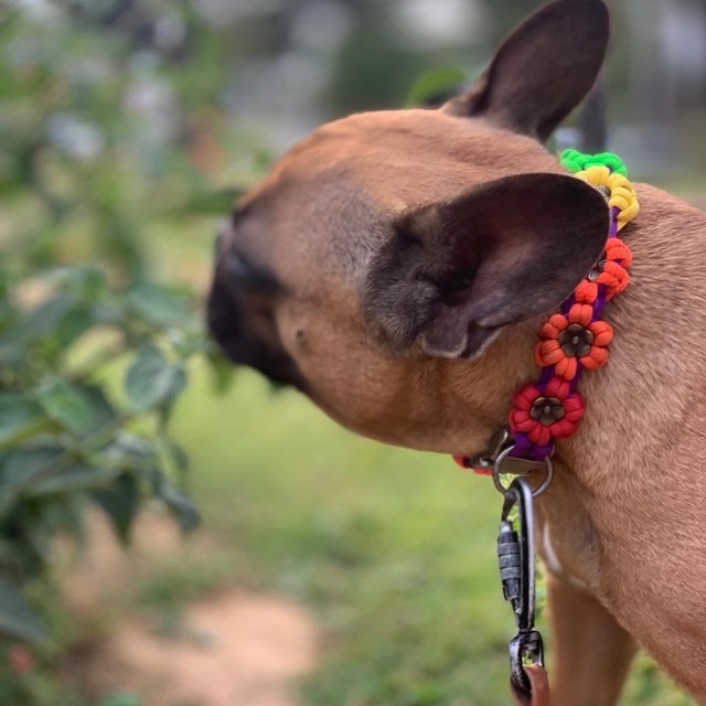 Bouledogue et son collier à fleurs