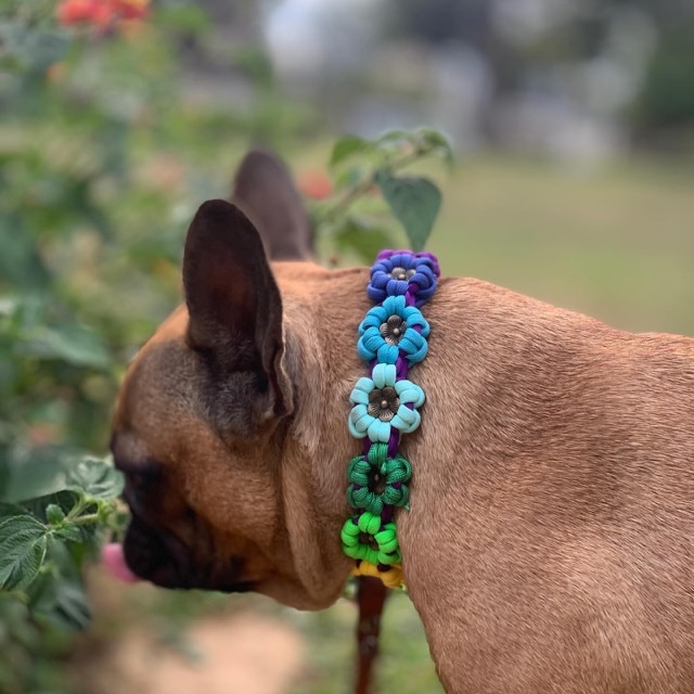 Bouledogue et son collier à fleurs