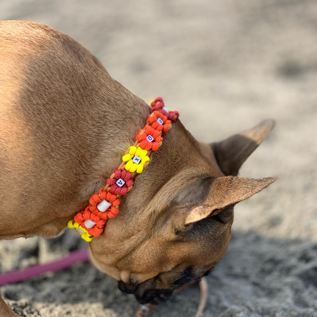 Bouledogue et son collier à fleurs