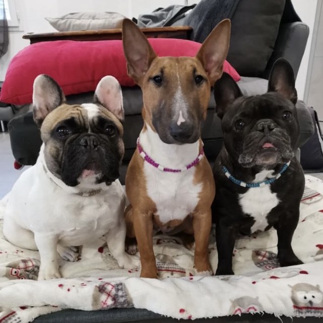 Bouledogue et son collier tressé fin