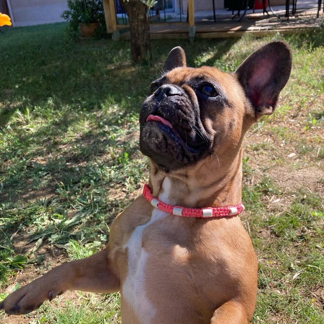 Bouledogue et son collier tressé fin