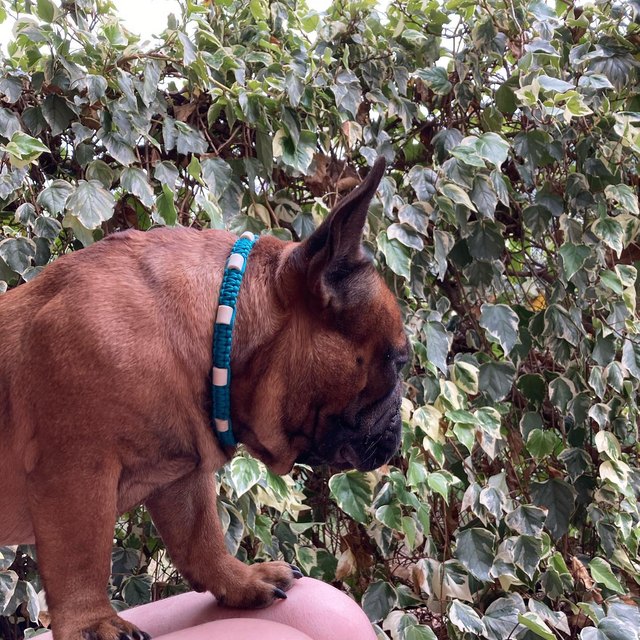 Bouledogue et son collier tressé fin