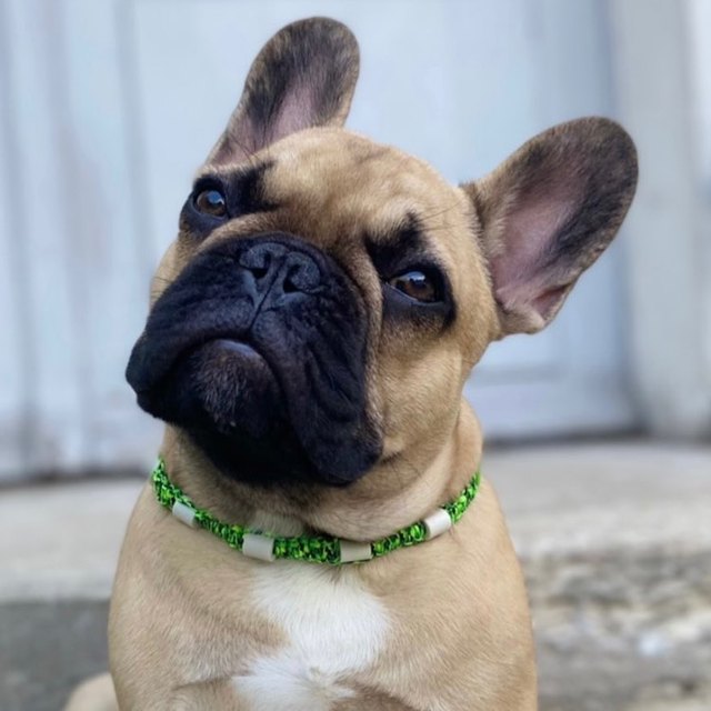 Bouledogue et son collier tressé fin