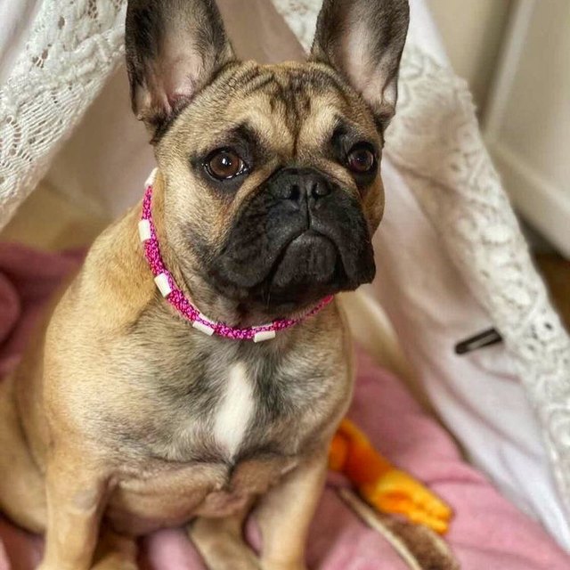 Bouledogue et son collier tressé fin